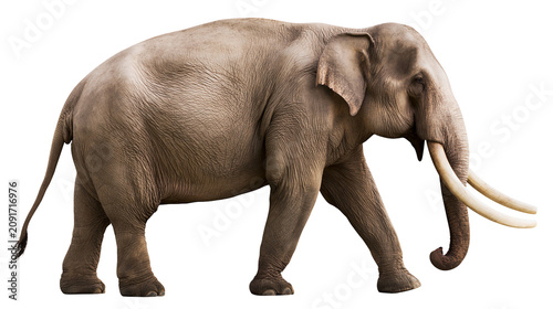 Bild auf Leinwand Majestic male Asian elephant with long tusks walking, isolated on transparent ba
