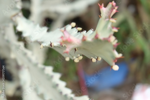 close up of cactus