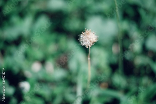 dandelion in the wind