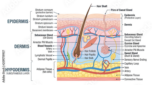 Human Skin Anatomy Diagram: Epidermis, Dermis, Hypodermis, Hair Follicle, Glands, Vessels