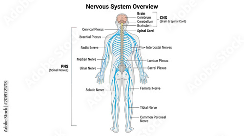 Human Nervous System Overview Anatomy Diagram