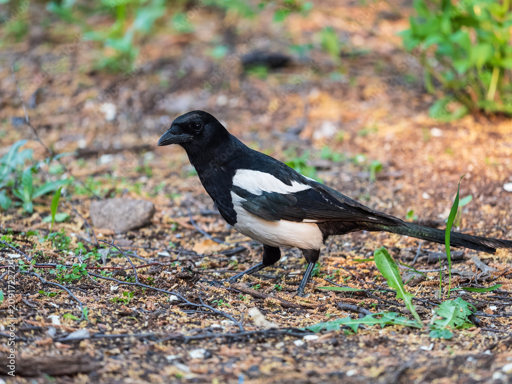 Obraz premium Magpie, Scientific name, Pica Pica. Adult Magpie with glossy plumage on a green grass lawn.