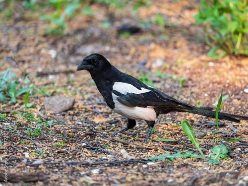 Magpie, Scientific name, Pica Pica. Adult Magpie with glossy plumage on a green grass lawn.