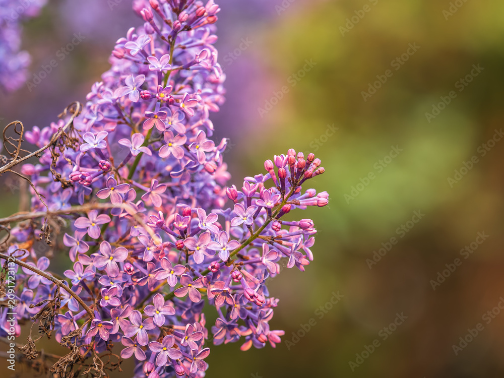 Obraz premium Pink Blooming Lilac Flowers in spring with blured background