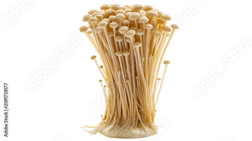 Photography Cluster of enoki mushrooms with thin stems and small caps, isolated on transpare