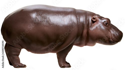 Foto Chubby brown hippopotamus with smooth skin, isolated on transparent background