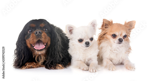 Cuadro en lienzo cavalier king charles and chihuahuas