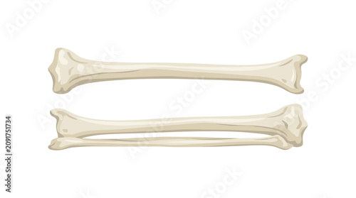 Photos Tibia and Fibula Lower Leg Bones