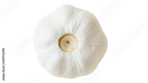 Cuadro en lienzo Whole white garlic bulb with textured papery skin, isolated on transparent backg