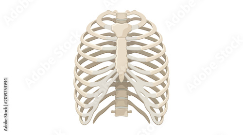 Photos White Human Bony Ribcage Thoracic Skeleton Icon