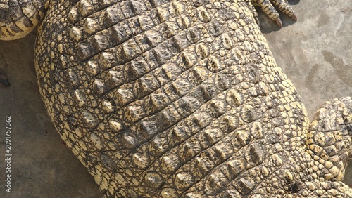 Siamese Freshwater Crocodile Tail. Skin Texture.