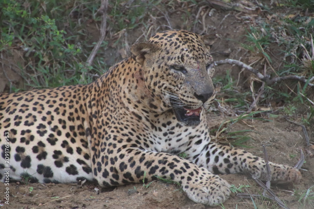 Naklejka premium elderly leopard