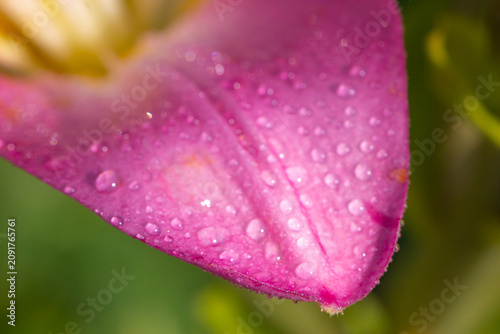 Pink lily petal close-up with dew drops, macro floral detail and soft green b...