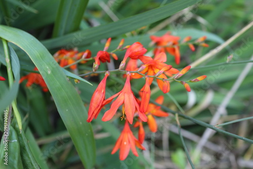 ヒメヒオウギズイセンの花
