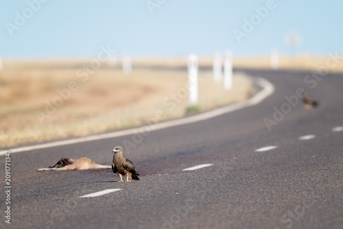 Black kite with roadkill on a western Queensland highway