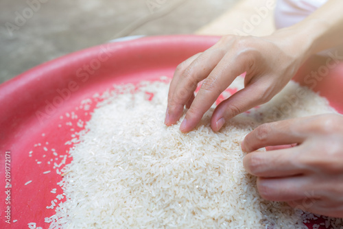 Tableau sur toile Woman hand holding rice in plastic tray