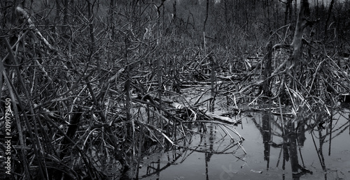 Photography Dead tree in the forest