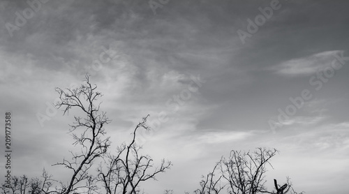 Foto Silhouette dead tree on dark dramatic sky and white clouds background for a peaceful death