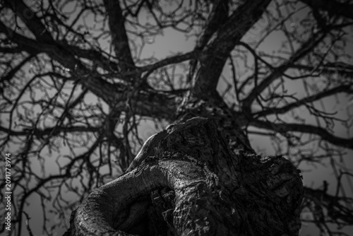 Cuadro en lienzo Bottom view of leafless tree