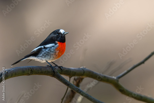 Male scarlet robin (Petroica boodang), Capertee valley, NSW. 