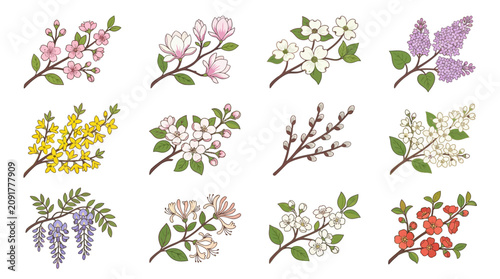 Collection of vibrant spring flowering branches illustration