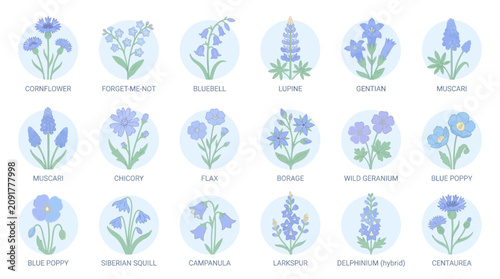 Collection of blue wildflower illustrations with names