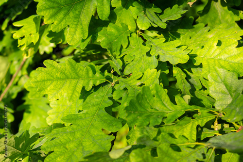 Vászonkép Vibrant fresh oak leaves basking in warm summer sunlight, detailed foliage textu