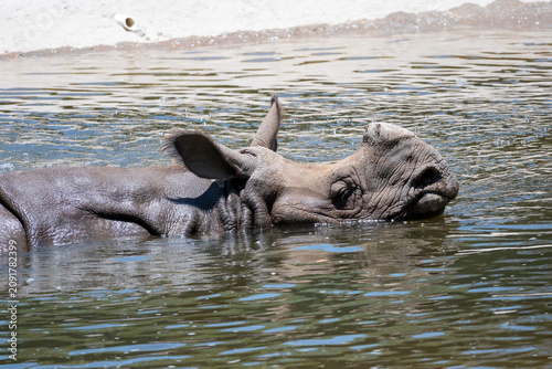 A powerful adult rhinoceros finds relief from the heat, relaxing in a cool water pond at the Guadalajara Zoo, showcasing its immense size.