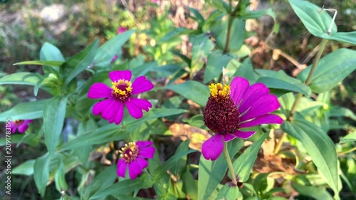 Close-up of vibrant purple zinnia flowers with yellow centers and green leaves in natural garden setting