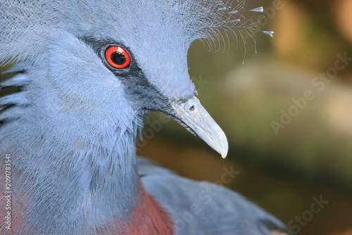 Konstfotografi オウギバト