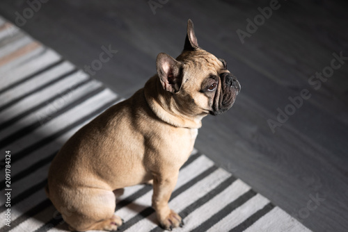 french bulldog puppy sitting on the rug