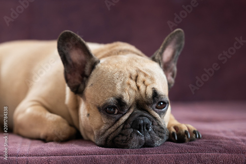 french bulldog puppy laying, sad and depressed