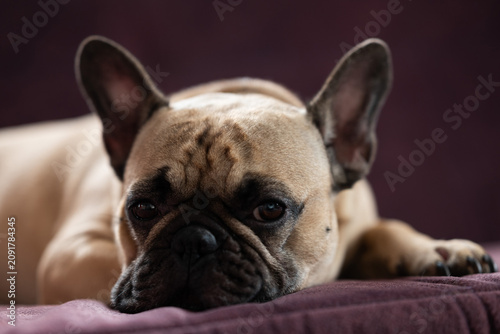french bulldog puppy laying on sofa and looking at camera