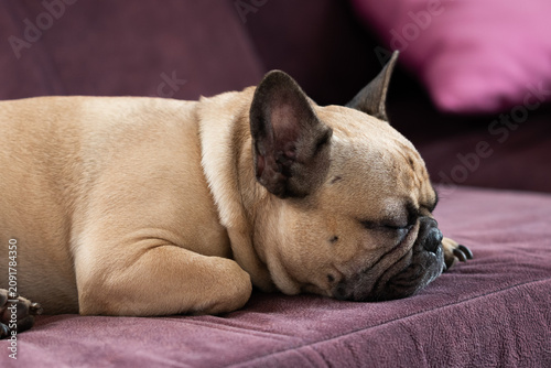 french bulldog laying on couch