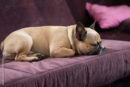 french bulldog laying on sofa
