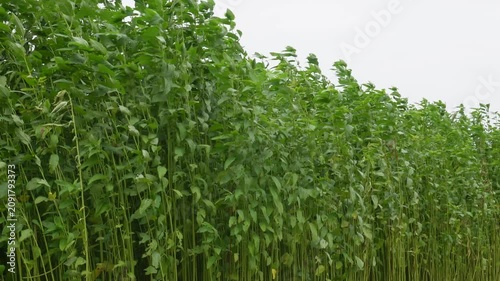 Tall Jute Plants with Lush Foliage Swaying in Strong Wind