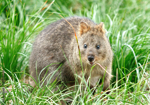 Tableau sur toile Quokka (Setonix brachyurus) on Rottnest Island, Western Australia, Australia