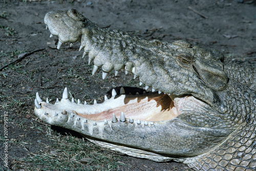 Fényképezés Australian Saltwater Crocodile thermoregulating with mouth agape