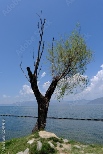 Принти на полотні Lone tree by calm lake under blue sky
