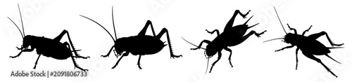 Cricket Insect Set Silhouette Vector Illustration , Animal Silhouette Vector , Transparent Background