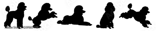 Tableau sur toile Poodle Dog Set Silhouette Vector Illustration , Animal Silhouette Vector , Trans