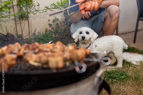 Fotografie A small white Bichon Frise dog looks toward the camera from behind a charcoal grill with cooking meat skewers