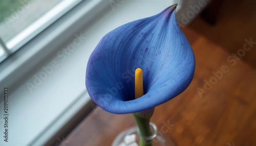 Fine art photography of a velvety blue trumpet-shaped flower merging flax and calla lily. Minimalist composition in a vase with soft window light and polished wood surface