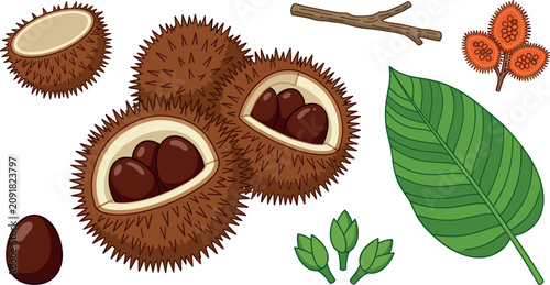 Obraz na płótnie Sweet Chestnut Castanea Sativa Fruit Vector Illustration Set with Spiky Burrs Se