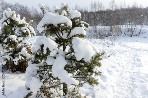 Obraz na plátně Low pine trees laden with fresh snow create a quiet winter landscape beside a bi