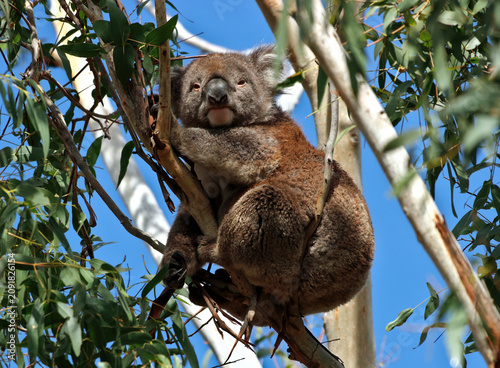Canvas Print Koala (Phascolarctos cinereus) Looking at Camera in Eucalyptus Tree at Tower Hil
