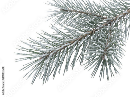 Close-up of evergreen pine branch with snow