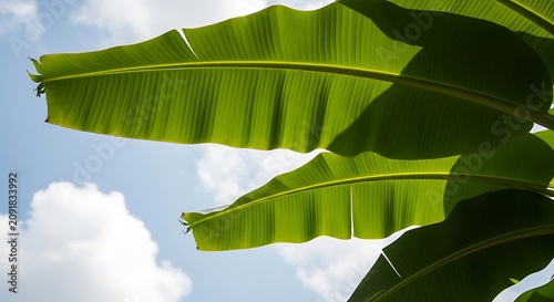 Vibrant Green Banana Leaves Backlit Against Cloudy Blue Sky