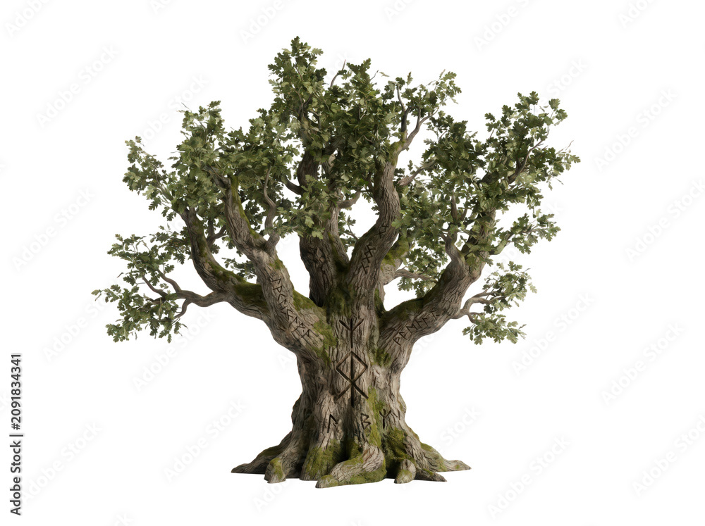 Fototapeta premium Mature olive tree with twisted branches