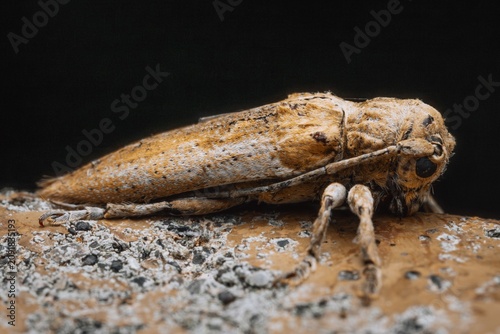 Bild auf Leinwand Gray longhorn beetle (Niphona furcata) on black background, side view macro phot